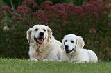 GOLDEN RETRIEVER 932